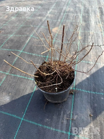 Спирея златна принцеса  