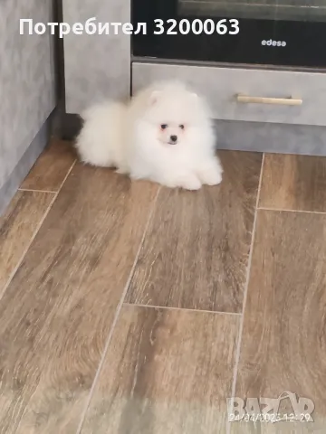 Померанче мъжко , снимка 1