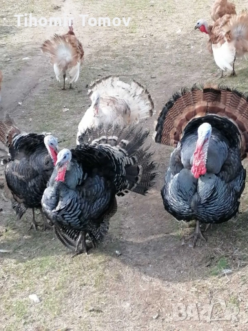 продавам млади домашно гледани пуйки пуяци петли кокошки , снимка 4 - Кокошки и пуйки - 52589751