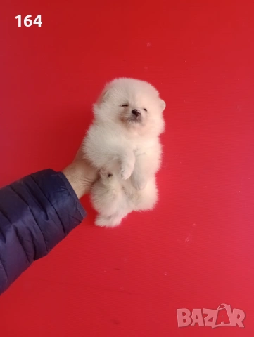 Мъжки и женски Померани. Реални снимки от 12.01.26 г. , снимка 16 - Померан - 53015028