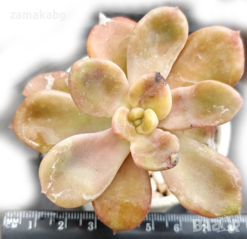 Ешеверия (Echeveria mucronata), вкоренено сукулентно растение, снимка 1 - Стайни растения - 41480485
