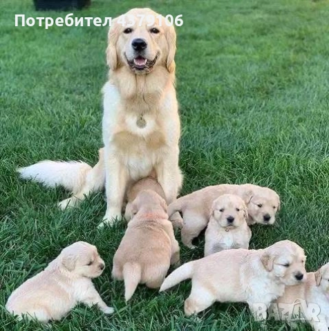 Голдън ретривър момченце родословна майка, снимка 5 - Голдън ретривър - 52909387