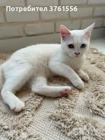 Британско коте с хетерохромия, снимка 3 - Британска късокосместа - 55970173