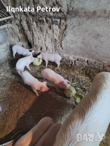 Продавам малки прасета, снимка 3 - Други животни - 53613567