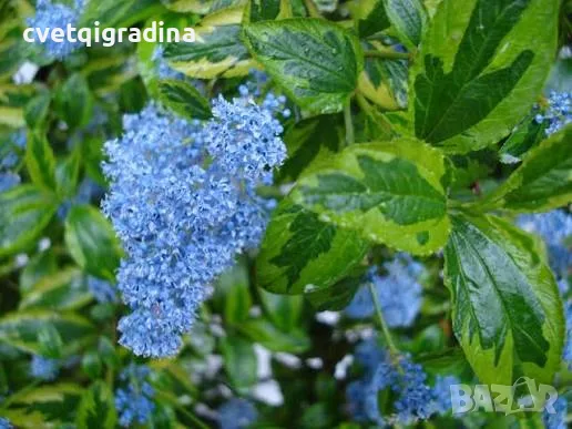 Ceanothus (Калифорнийски люляк), снимка 3 - Градински цветя и растения - 55816592