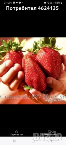 Целогодишен разсад ягоди и малини , снимка 10 - Сортови семена и луковици - 53621426