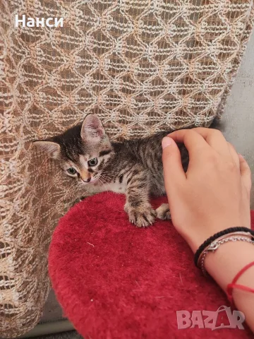 Подарявам 3 малки котета, снимка 8 - Други - 55753064