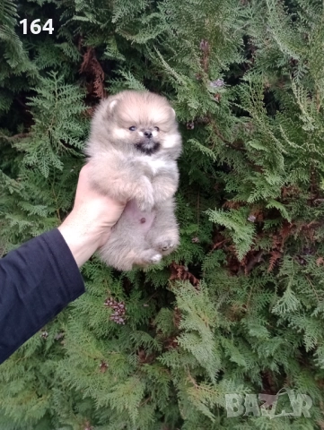 Миниатюрен мъжки Померан. , снимка 4 - Померан - 52697509
