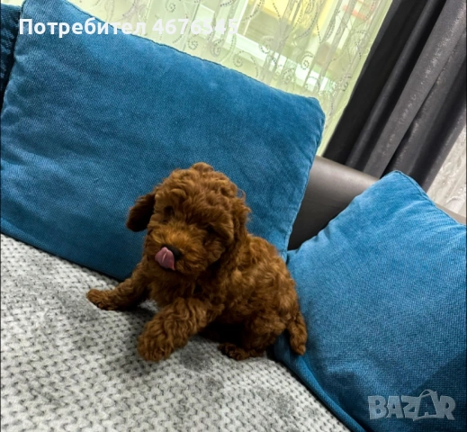 Той Пудел момче, снимка 5 - Пудели - 53003096