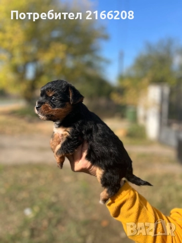 Йоркширски териер , снимка 5 - Йоркширски териер - 52141304