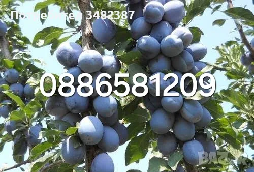 Сини сливи Стенлей , снимка 1 - Стайни растения - 55768622