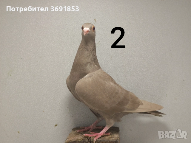 Цветни пощи, снимка 15 - Гълъби - 52336823