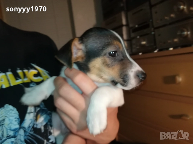 ЖЕНСКО КУТРЕ ДЖАК РЪСЕЛ 1310250645, снимка 13 - Джак ръсел териер - 52032852