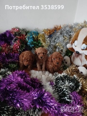 Той Пуделчета , снимка 4 - Пудели - 52909276