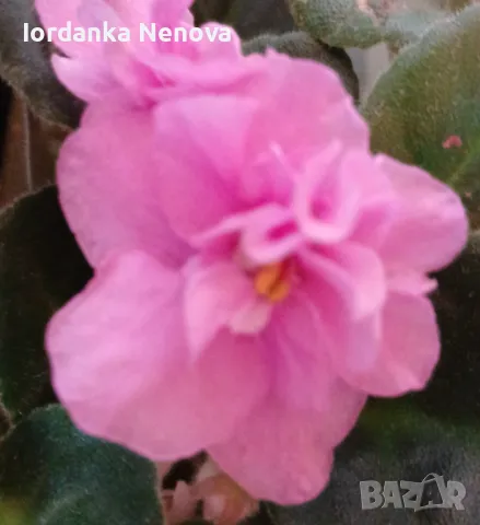 Сентополия , снимка 5 - Стайни растения - 37774721