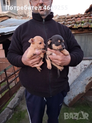 Малки кученца(пинчери), снимка 2 - Пинчер - 52390703