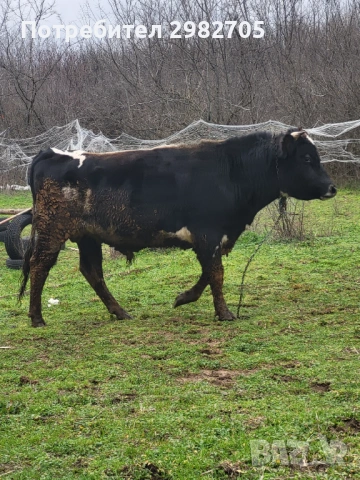 Продажба на бик , снимка 2 - Крави - 53844295