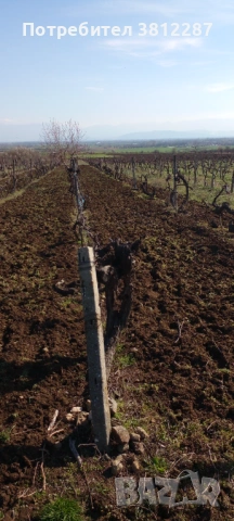 Рязане на асми, лозе и косене на трева за 1 Декър 70 евро . , снимка 10 - Други почистващи услуги - 53704400
