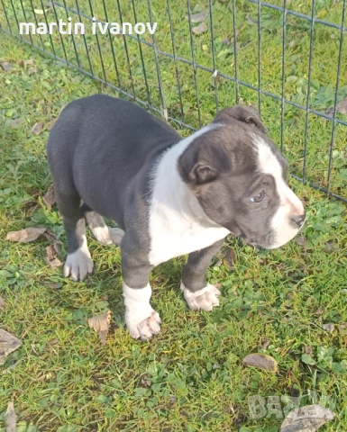 Маки питбули, снимка 2 - Питбул - 52840450