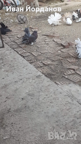 Гълъби Индийски Фенерлий, снимка 4 - Гълъби - 52275334