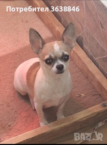 Чихуахуа, снимка 2 - Чихуахуа - 52720259