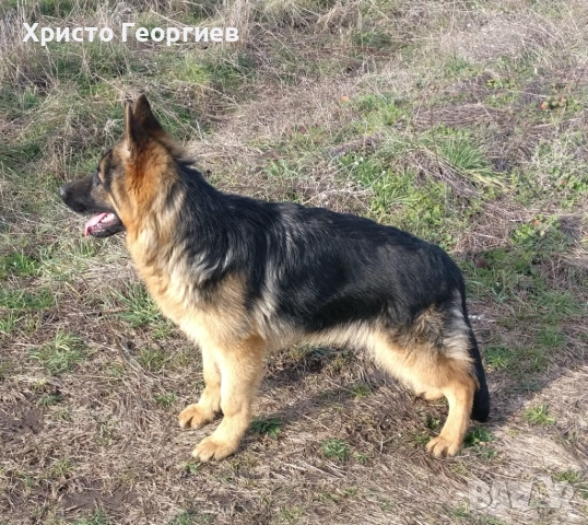 Развъдник”Georgiev Nouse”продава  чистокръвна немска овчарка женска на 6 месеца, снимка 3 - Немска овчарка - 51432181