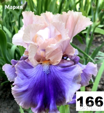 Сортови вискоки ириси /брадати ириси, снимка 11 - Градински цветя и растения - 51459181