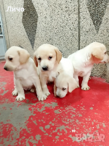 продавам лабрадори , снимка 5 - Лабрадор ретривър - 52606304