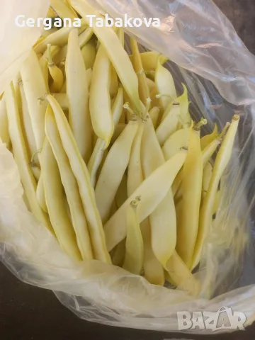 жълт фасул сорт Капитано , снимка 2 - Домашни продукти - 56297339
