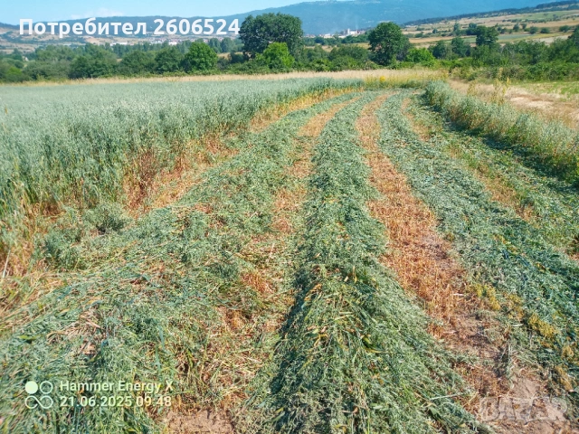 Малки бали сено и люцерна , снимка 2 - Крави - 53236528