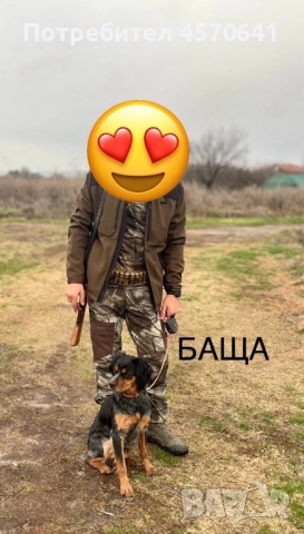 Подарявам малки кученца Епаньол Бретон , снимка 4 - Други - 51468131