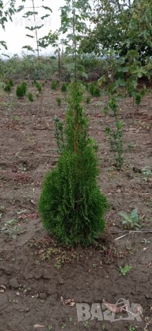 Източна туя Пролетна промоция, снимка 6 - Градински цветя и растения - 10099584