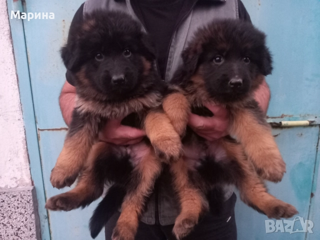 Немски овчарки мъжки и женски