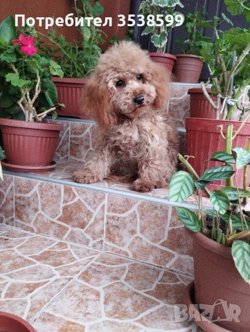 Мини Пудел Той Пудел 