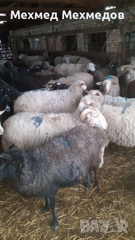Продавам агнета, кочове и овце, снимка 3 - Овце - 53519683