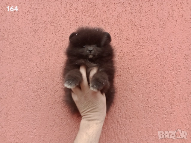 Мъжко Померанче. Реални снимки от 01.02.26 г., снимка 6 - Померан - 53228313