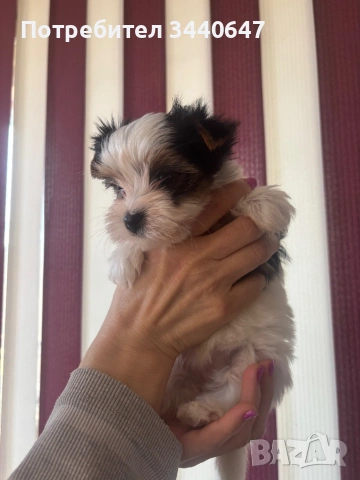 Женско и мъжко Бивър борки, снимка 3 - Йоркширски териер - 53825786