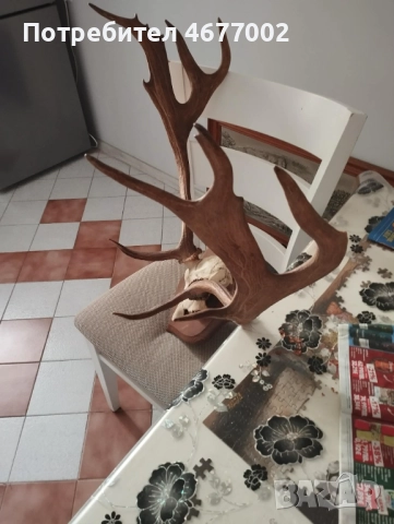  Прекрасен трофей, снимка 3 - Антикварни и старинни предмети - 52918668