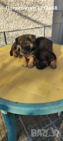 Момче и момиче, снимка 7 - Други животни - 52742279