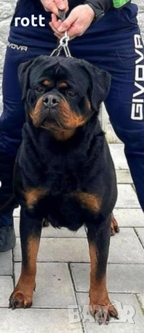 Ротвайлер, снимка 8 - Ротвайлер - 53636830