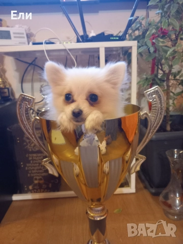 Продавам малки пумеранчета, снимка 7 - Померан - 52713301