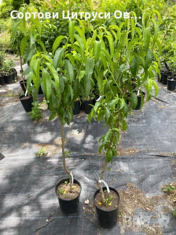 Нектарина Поничка , снимка 2 - Градински цветя и растения - 41184885