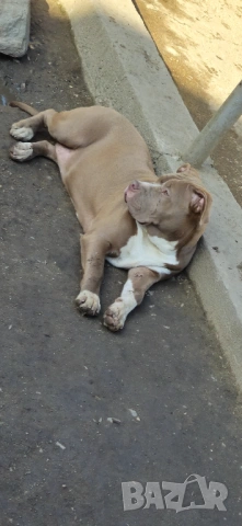 ТОП АМЕРИКАНСКО БУЛИ ХЛ American bully Xl , снимка 3 - Питбул - 53718430