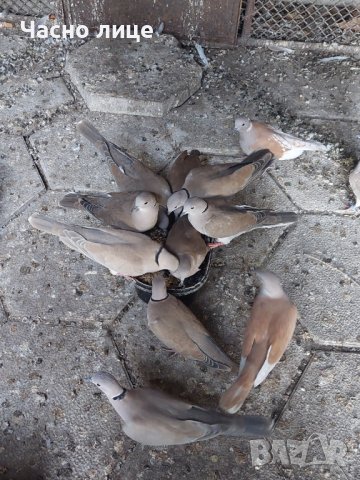 смеищисе гугутки на едро и дребно , снимка 5 - други­ - 14319229