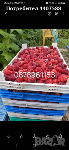Разсад Ягоди Целогодишни Сортове, снимка 16 - Разсади - 56368977