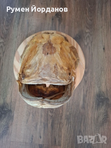 Препарирана сомска глава, снимка 2 - Колекции - 52732465