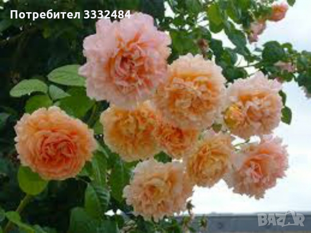 Роза 27 в Градински цветя и растения в гр. Хасково - ID36093626 — Bazar.bg
