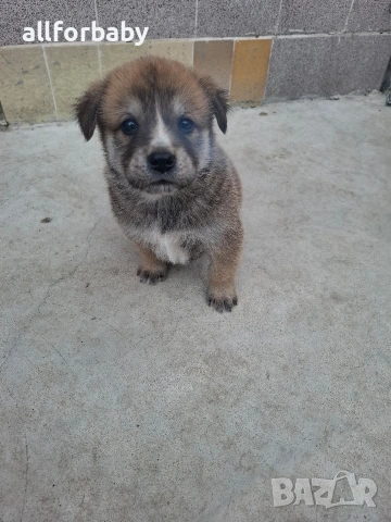 бебета Акита Ину, снимка 4 - Акита ину - 53726078