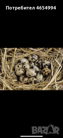 Пъдпъдъчи яйца , снимка 2 - други­ - 52543411