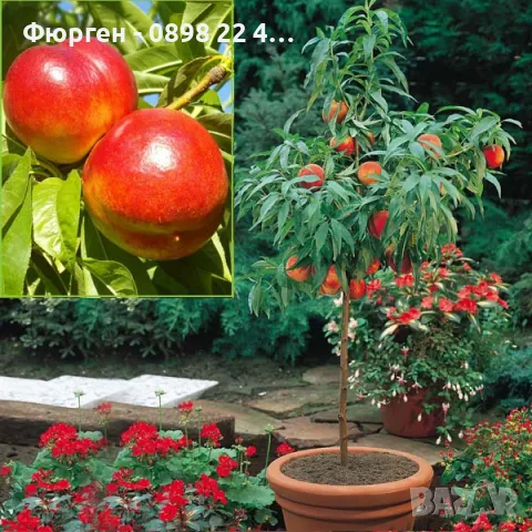 Мини Дръвчета Облагородени и Студоустойчиви, снимка 11 - Разсади - 49334670